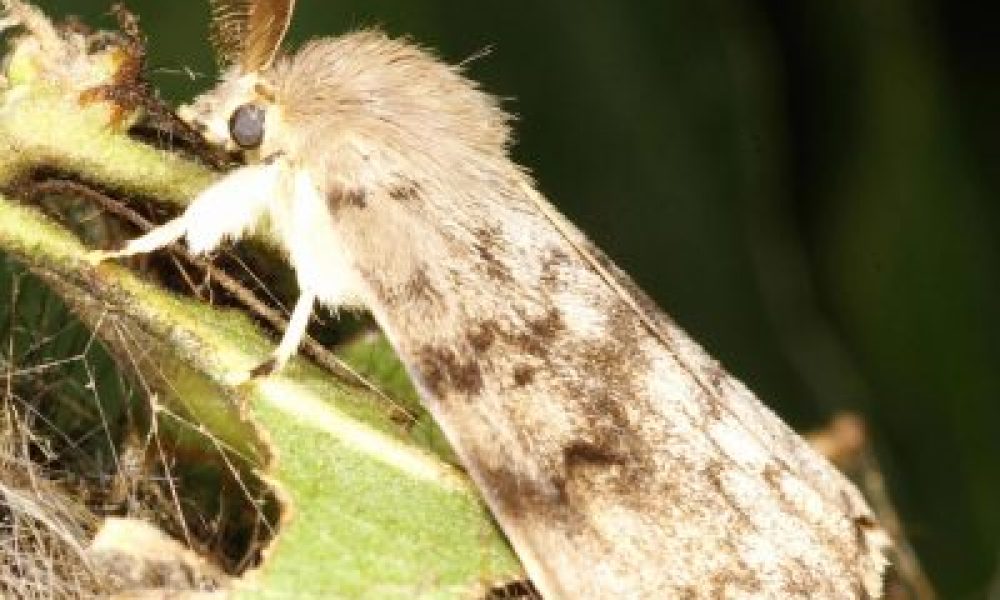 ‘Spongy Moth’ New Common Name for Lymantria dispar