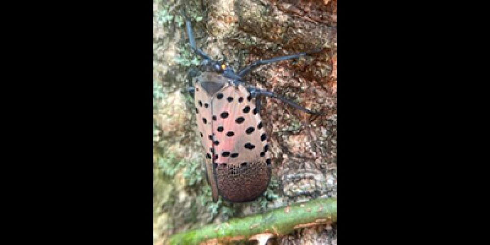 Invasive Update: SPOTTED LANTERNFLY FOUND IN INDIANA