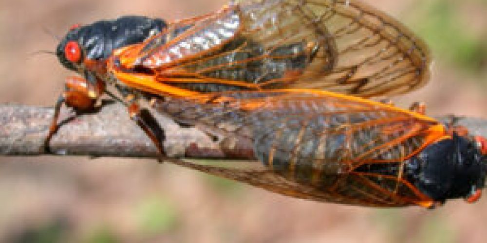 17-year Cicadas are coming: Are you ready?