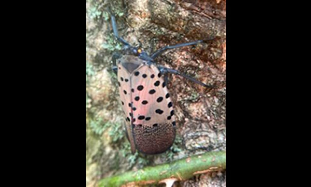 Spotted Lanternfly found in Indiana